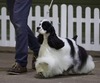 AM GCH / UK SH CH PBJâ€™s Rock On (Marco)